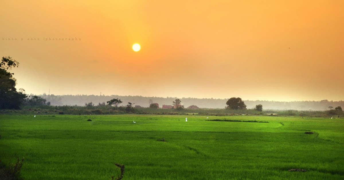 インドの自然の壁紙,空,緑,フィールド,日の出,水田