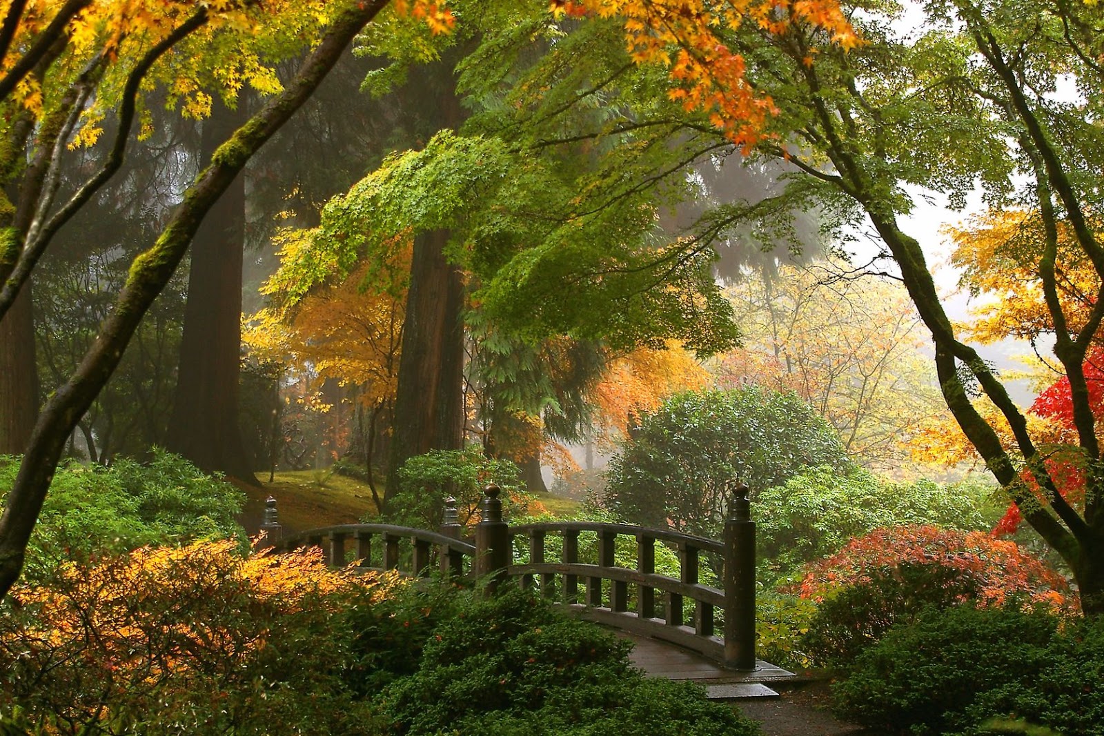 indische natur tapete,natürliche landschaft,baum,natur,blatt,herbst