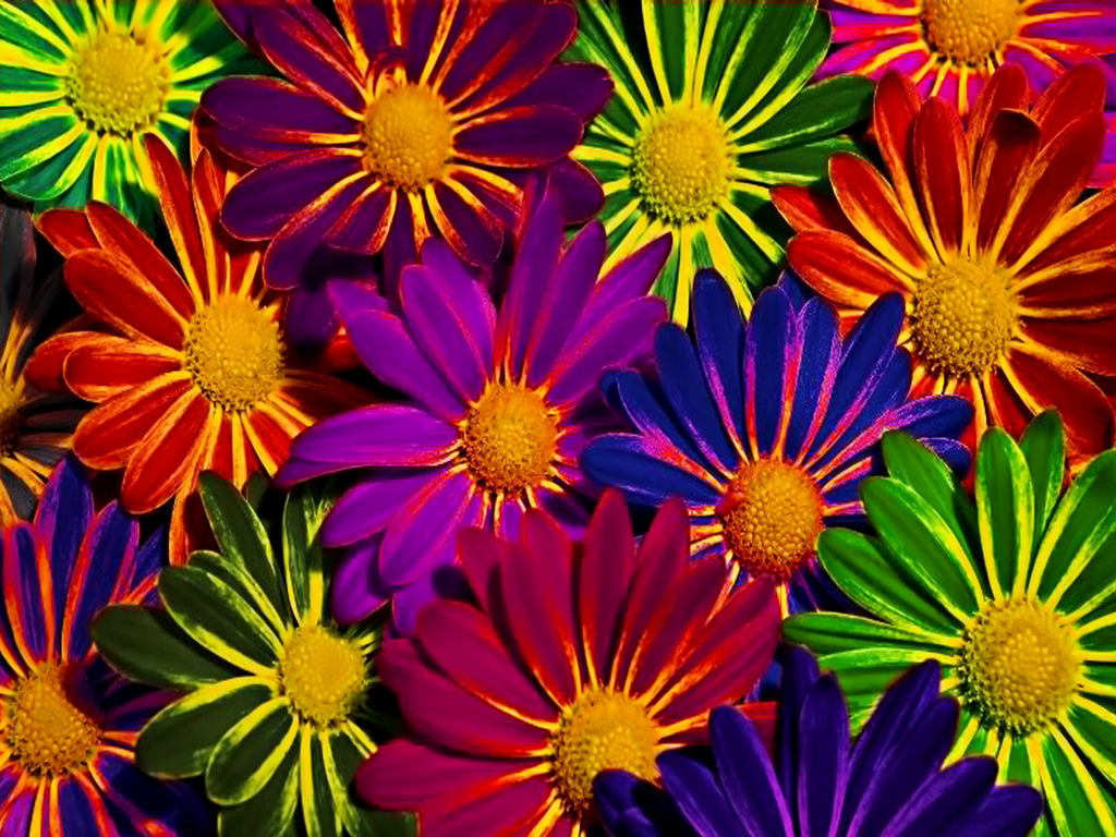 色とりどりの花の壁紙,花,花弁,工場,ガザニア,開花植物