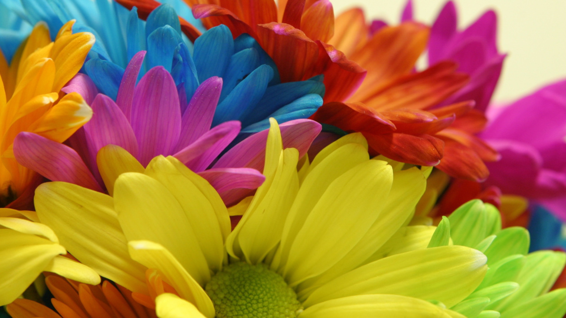 papel pintado de flores de colores,flor,pétalo,amarillo,planta,de cerca