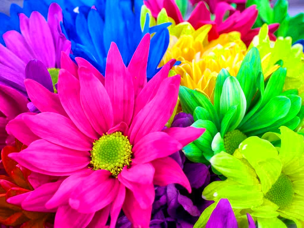 色とりどりの花の壁紙,花,花弁,工場,切り花,ピンク