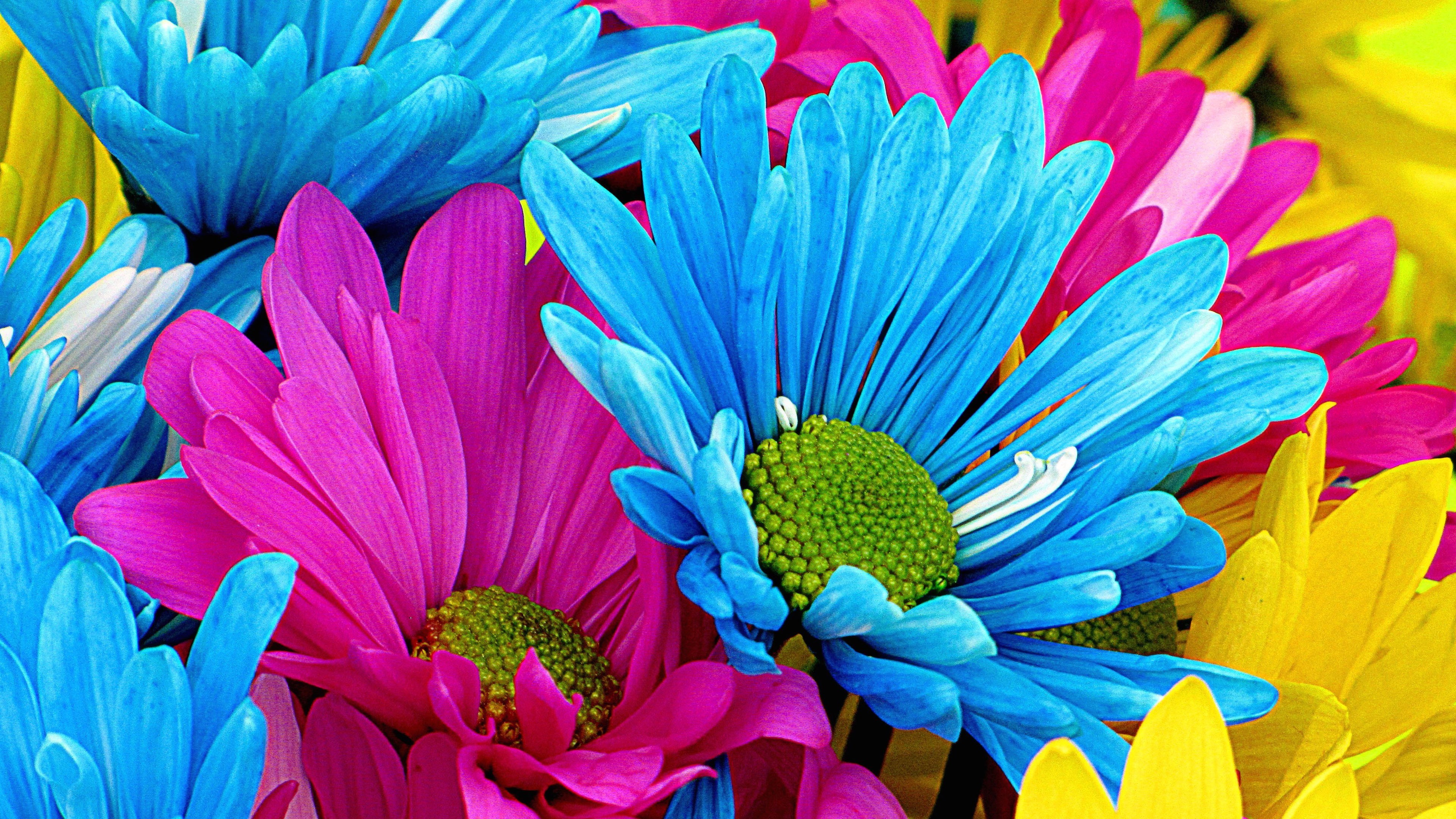 papel pintado de flores de colores,flor,pétalo,azul,margarita barberton,planta