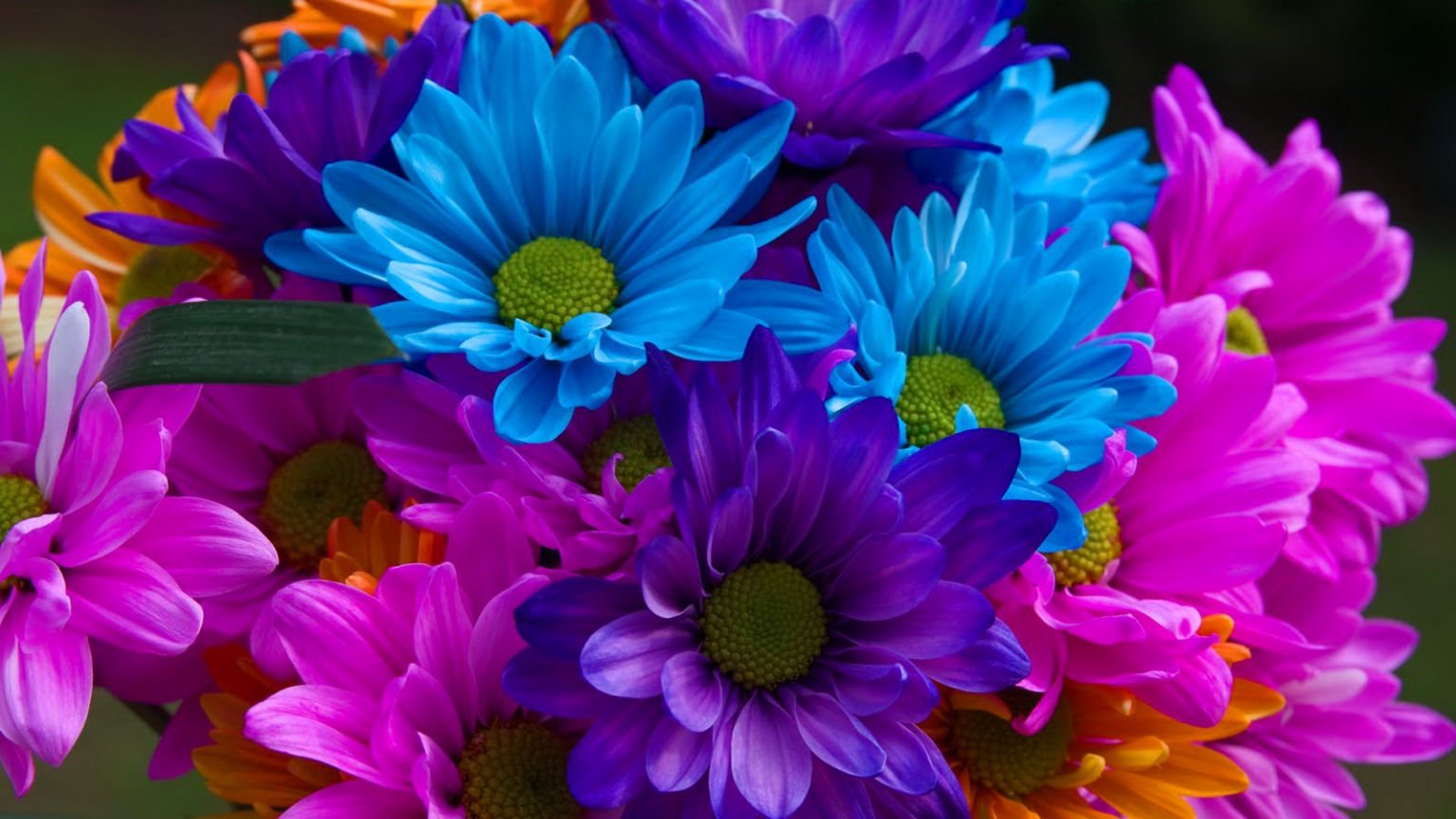 papel pintado de flores de colores,flor,azul,pétalo,púrpura,violeta