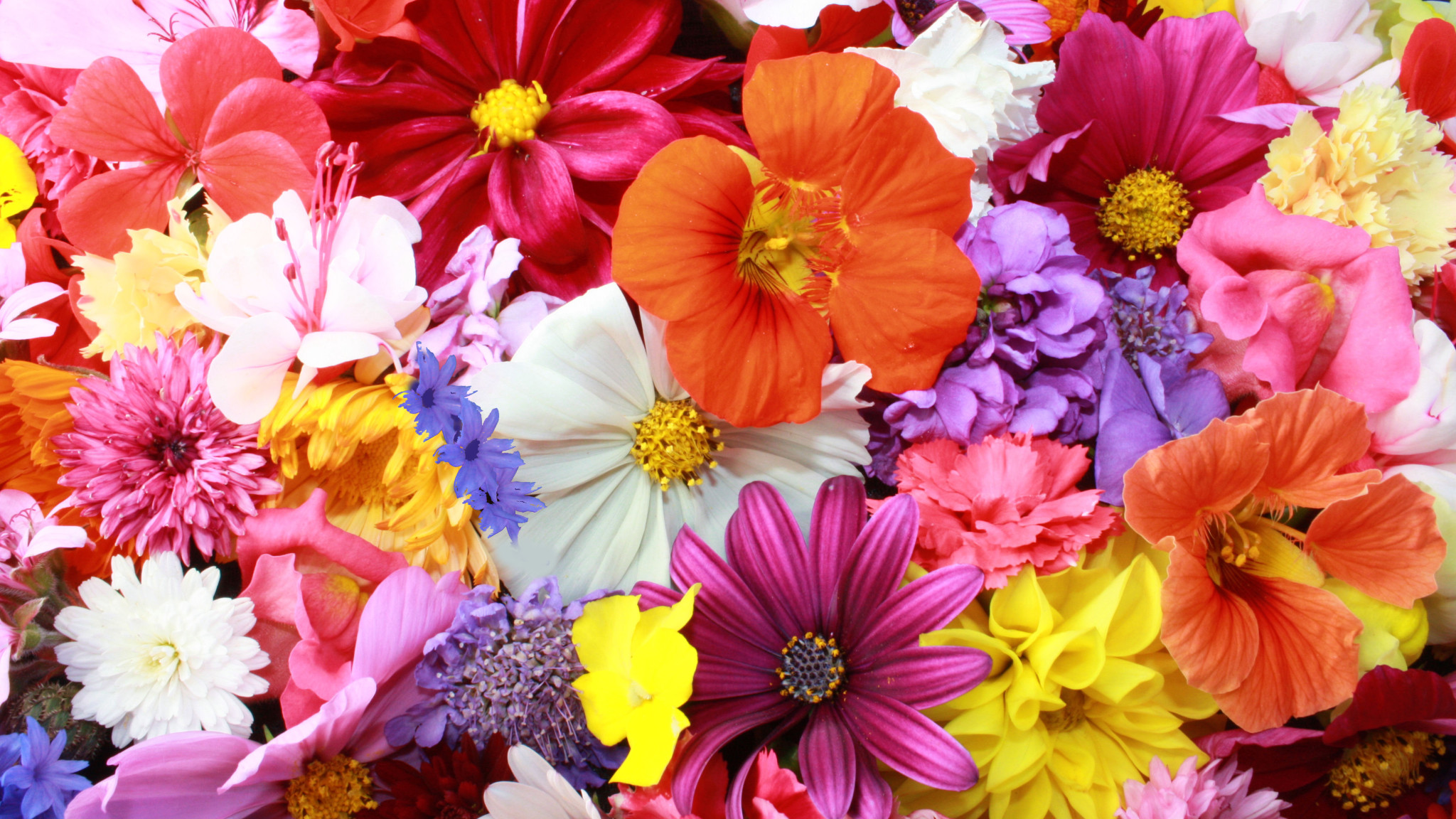 papel pintado de flores de colores,flor,pétalo,cortar flores,diseño floral,planta