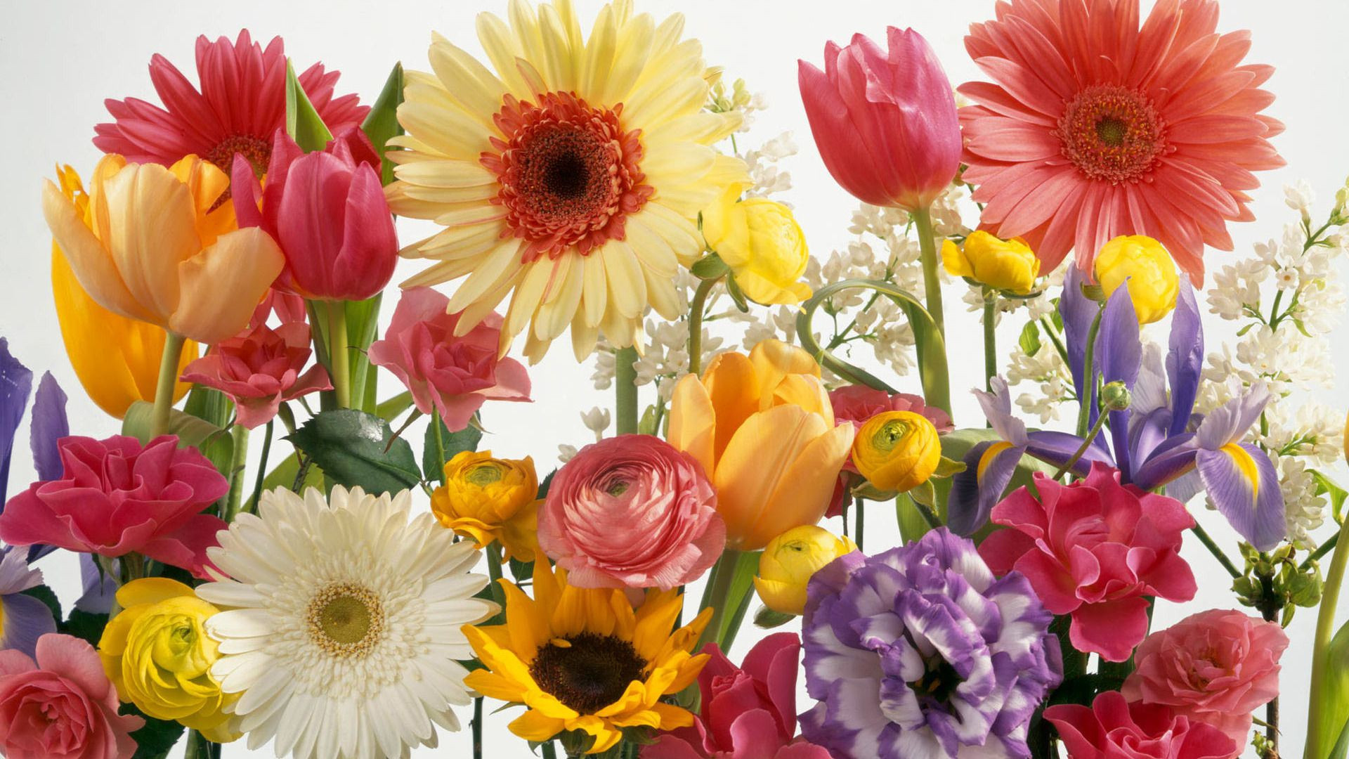 colorful flowers wallpaper,flower,flowering plant,petal,cut flowers,floristry