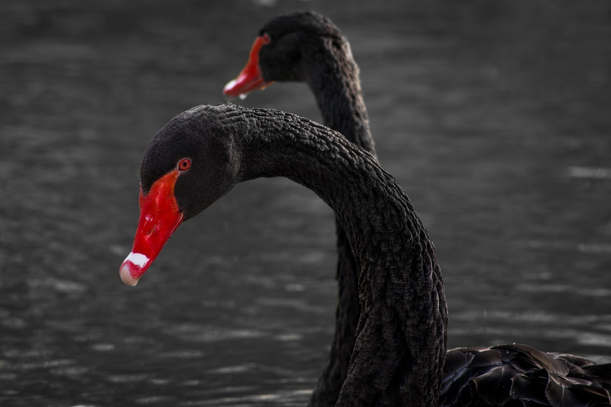 schwarzer schwan tapete,vogel,schwan,schwarzer schwan,enten,wasservogel