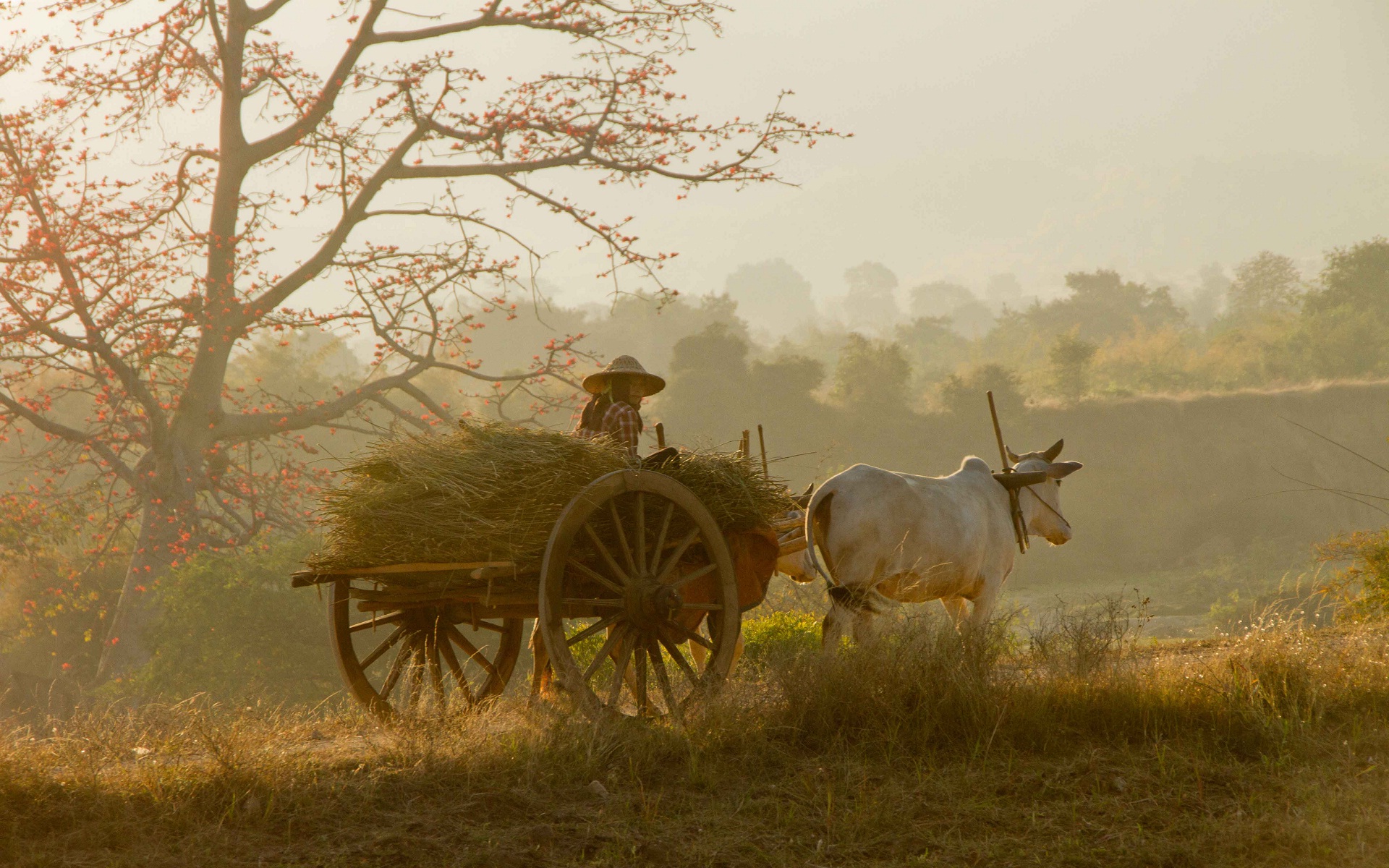 wallpaper for home wall india,vehicle,cart,atmospheric phenomenon,oxcart,rural area