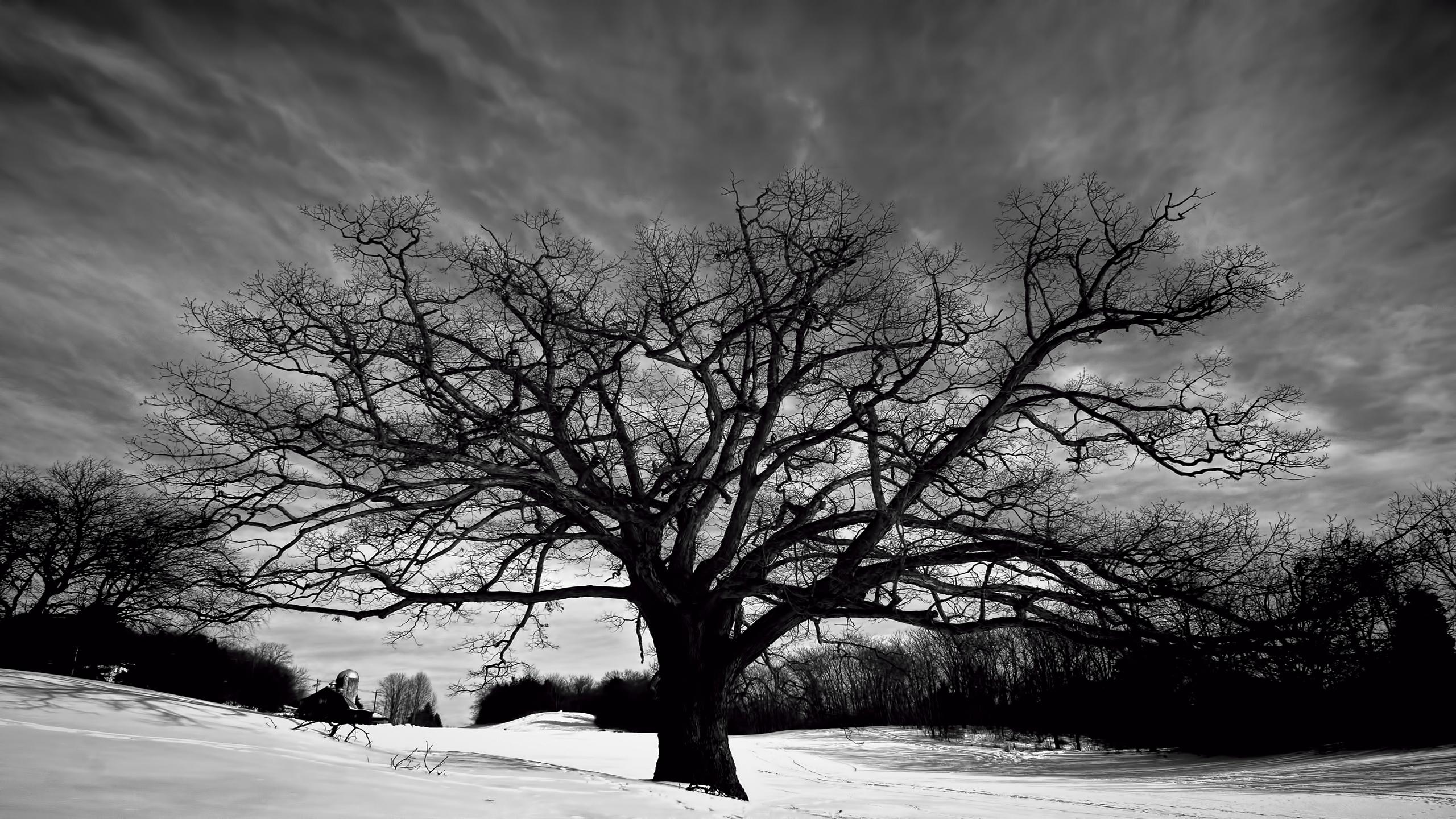 carta da parati albero bianco e nero,albero,cielo,natura,inverno,paesaggio naturale
