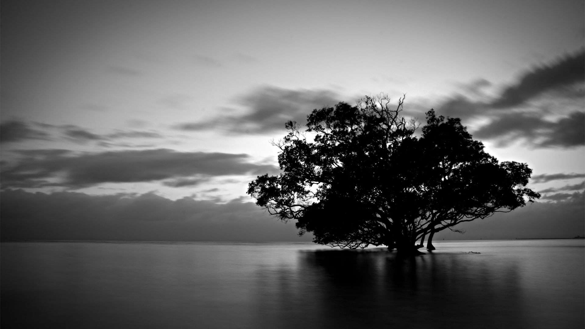 schwarzweiss baumtapete,himmel,natur,weiß,baum,natürliche landschaft