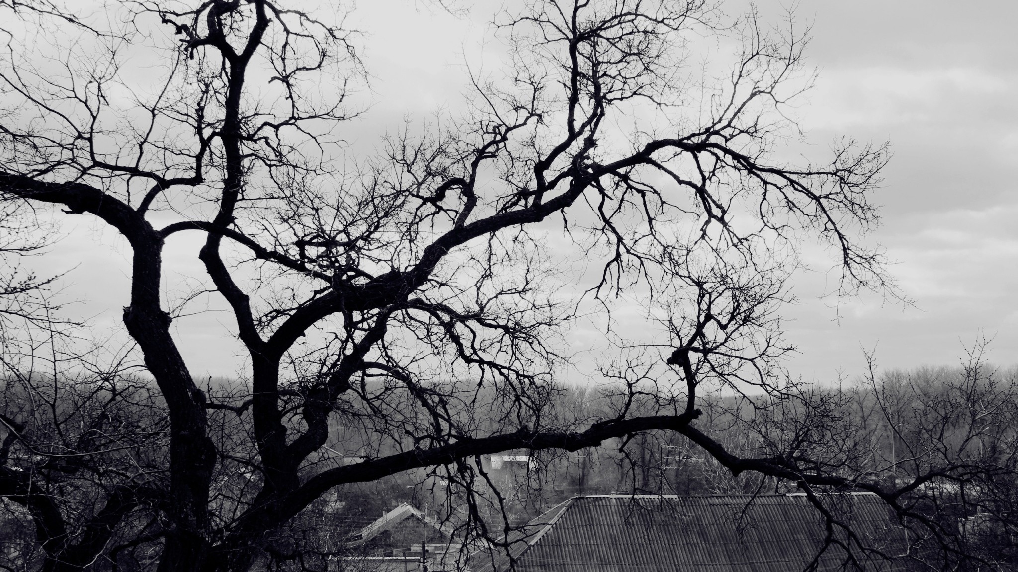 검은 색과 흰색 나무 벽지,나무,자연,하늘,자연 경관,흑백 사진
