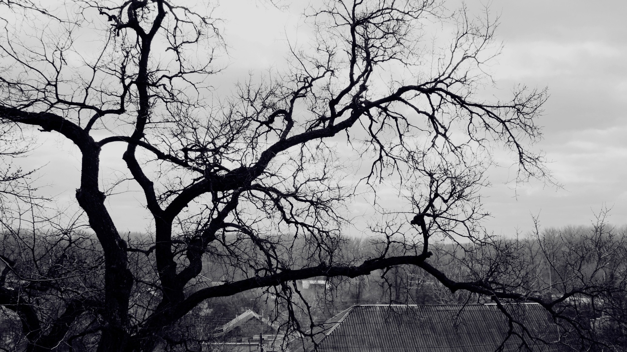 papel tapiz de árbol blanco y negro,árbol,naturaleza,cielo,paisaje natural,fotografía monocroma