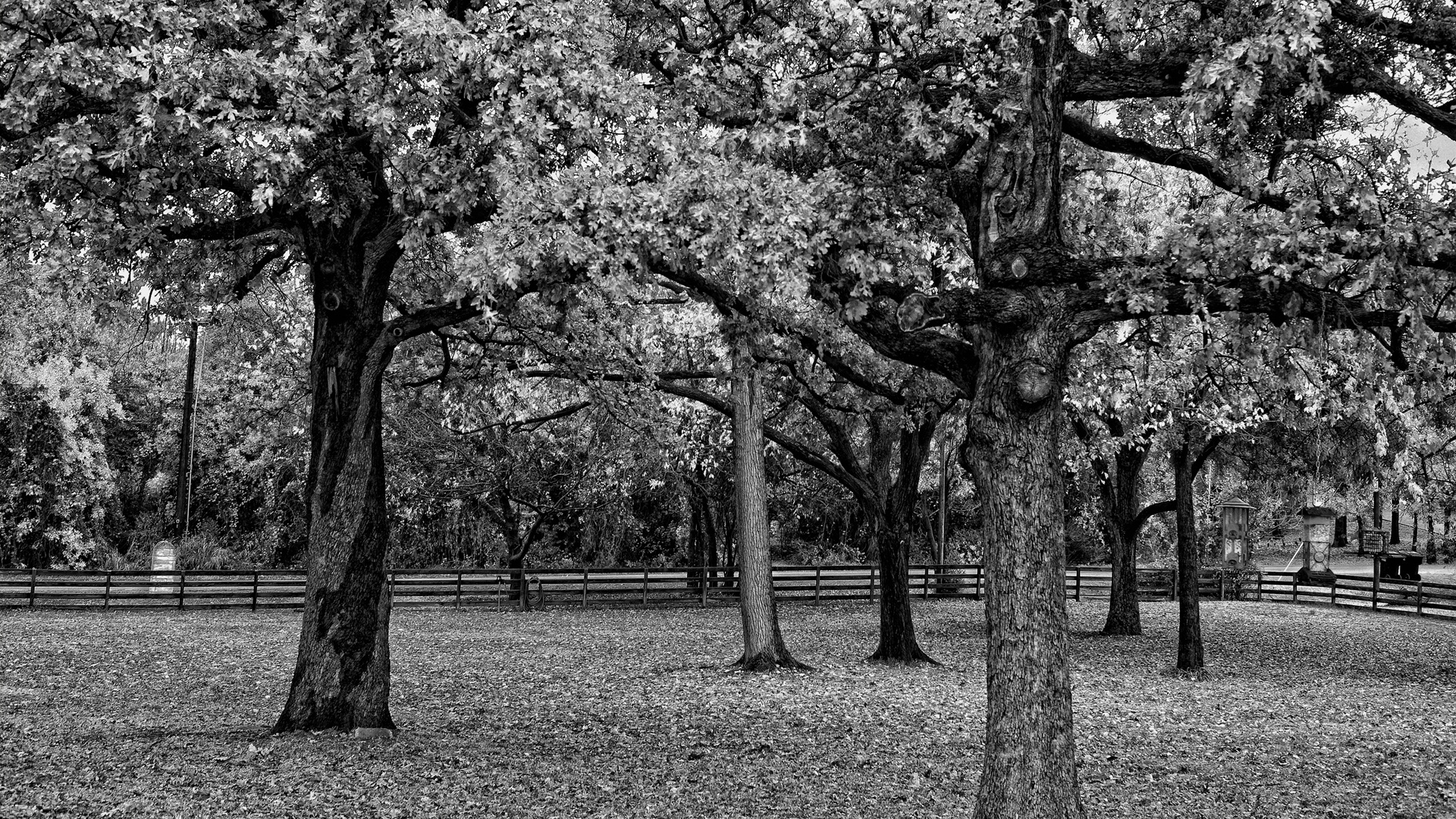 papier peint arbre noir et blanc,arbre,la nature,noir et blanc,photographie monochrome,plante ligneuse