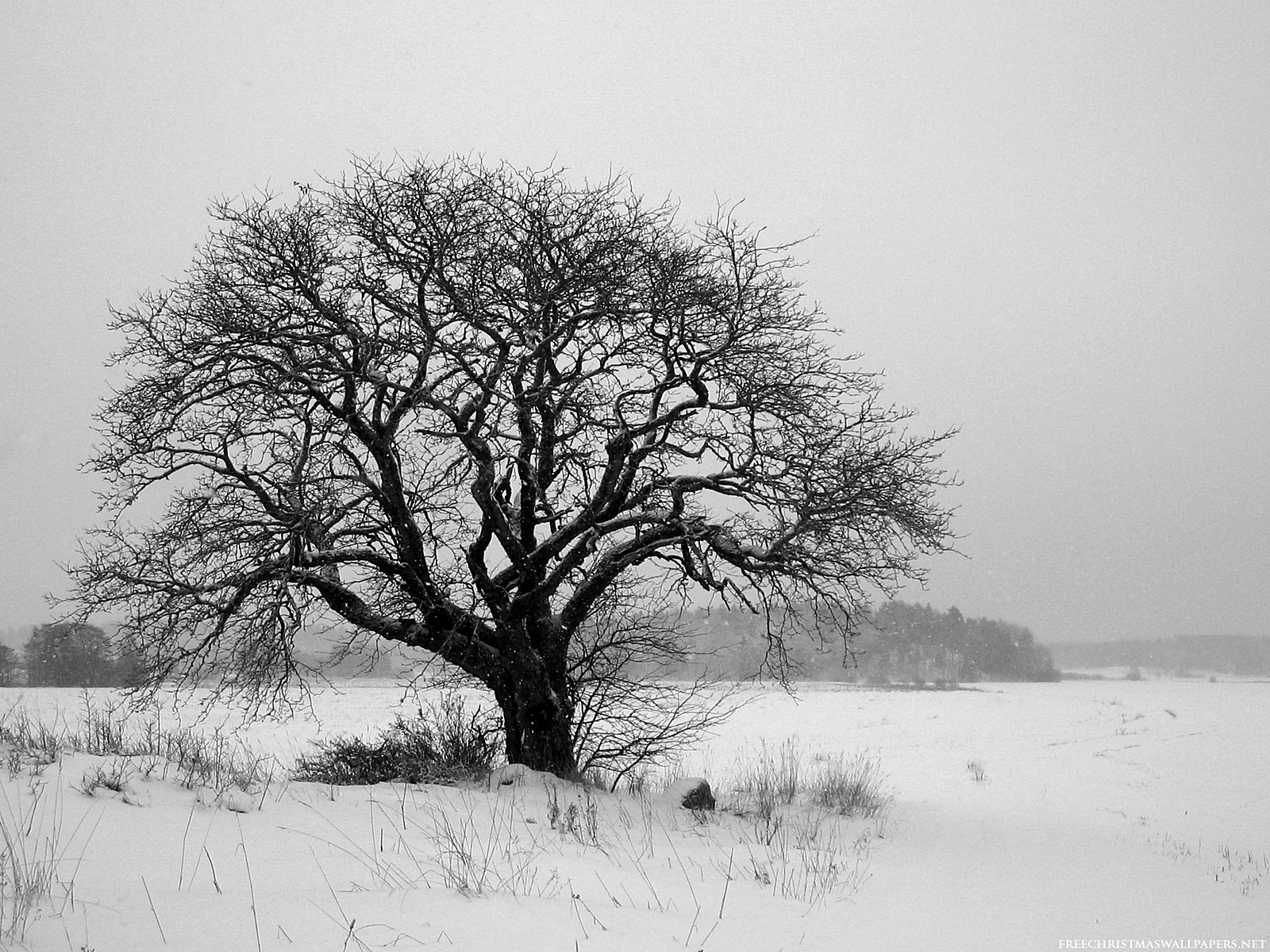 schwarzweiss baumtapete,baum,weiß,schnee,winter,natürliche landschaft