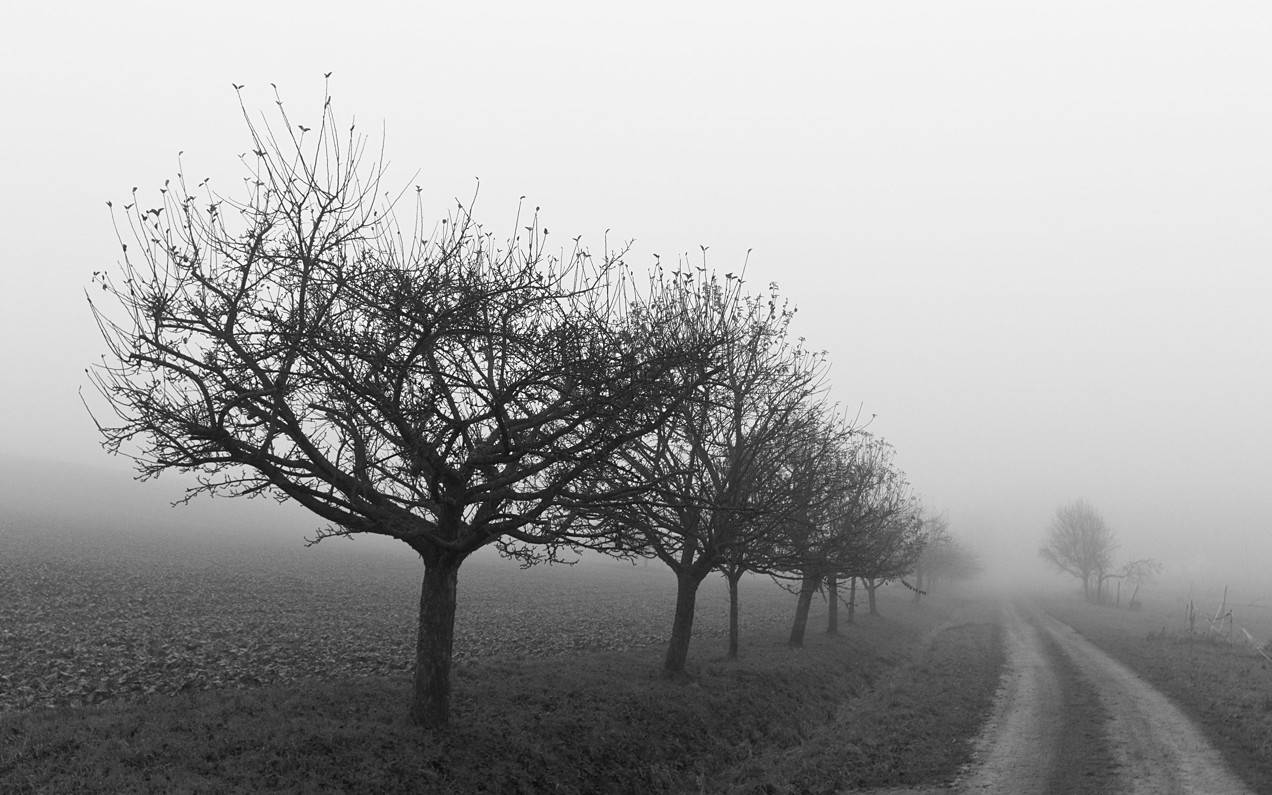 black and white tree wallpaper,tree,fog,natural landscape,white,nature