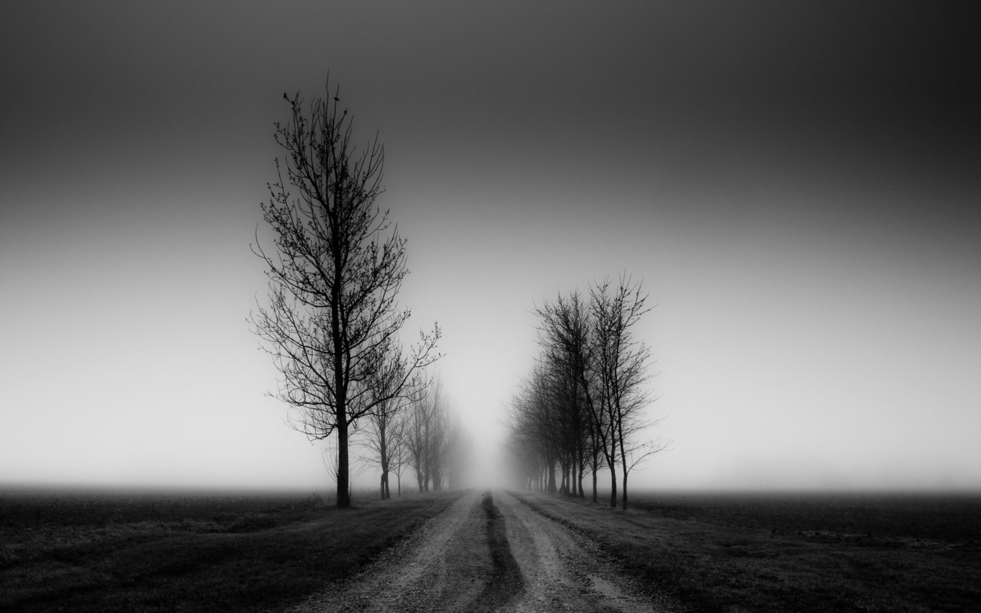 schwarzweiss baumtapete,himmel,natürliche landschaft,natur,baum,weiß