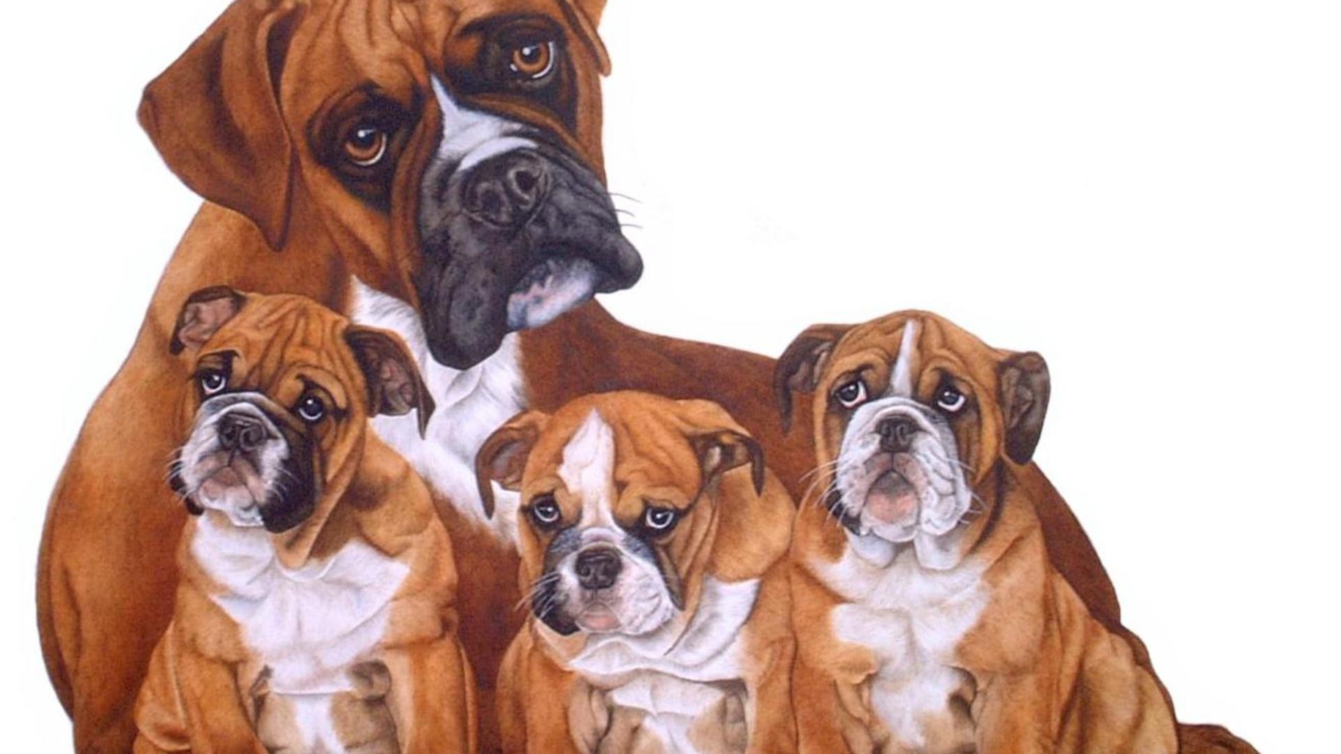 boxe tapete,hund,boxer,britische bulldoggen,alte englische bulldogge,bulldogge