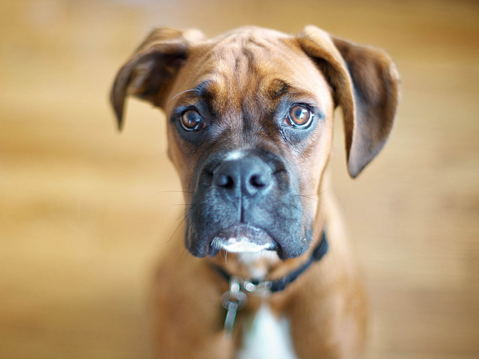 fondo de pantalla de boxe,perro,boxer,hocico