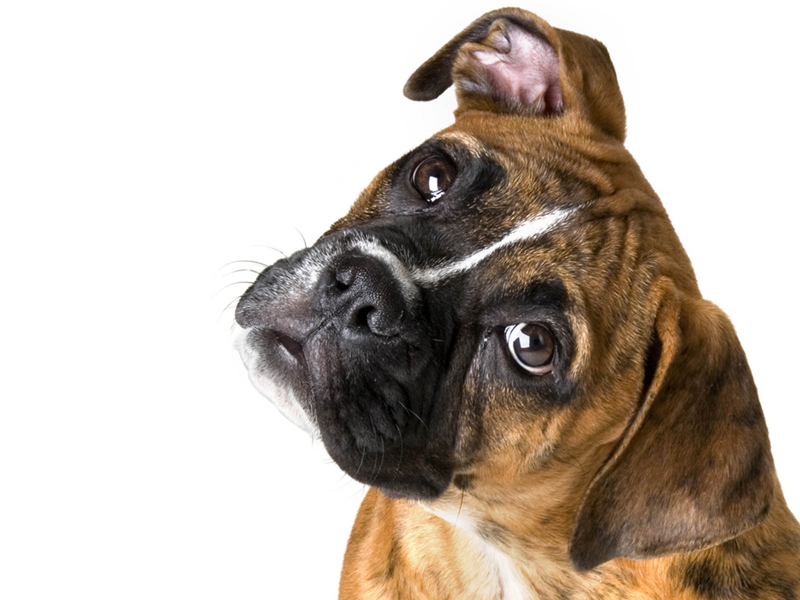 boxe tapete,hund,boxer,schnauze,alte englische bulldogge,alte englische bulldogge