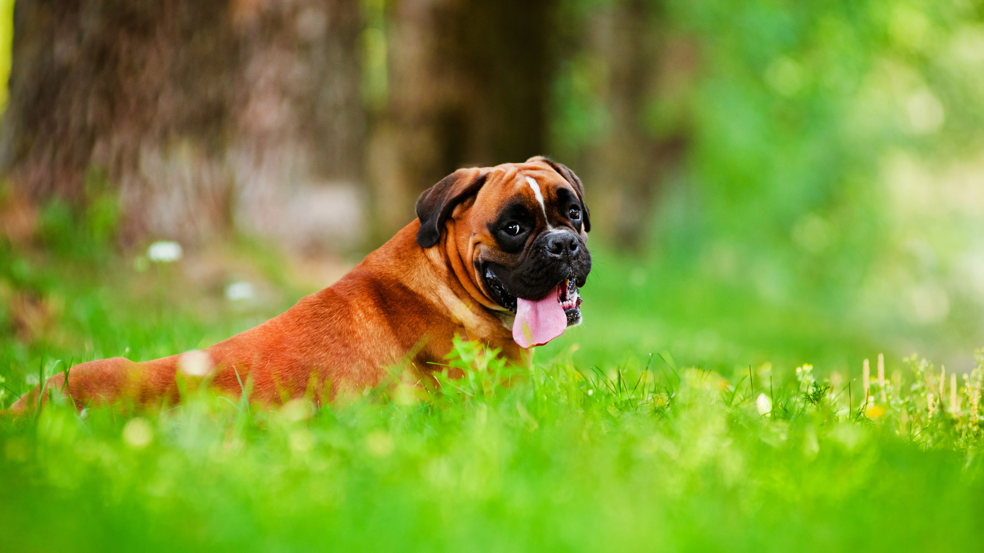 carta da parati boxe,cane,pugile,erba,grugno,cerbiatto