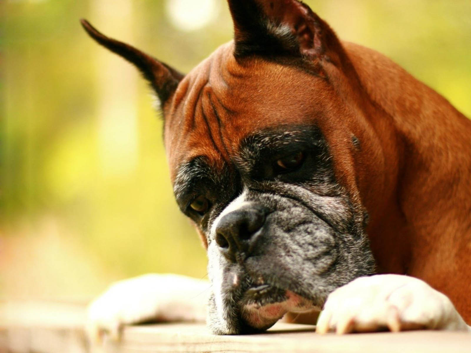 fondo de pantalla de boxe,perro,boxer,hocico,perro de compañía,bigotes