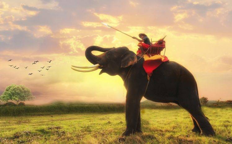 tailandia wallpaper,elephant,elephants and mammoths,indian elephant,sky,wildlife