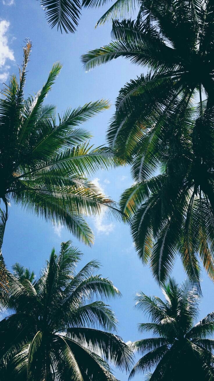 fond d'écran iphone thaïlande,arbre,palmier,palmier dattier,ciel,plante