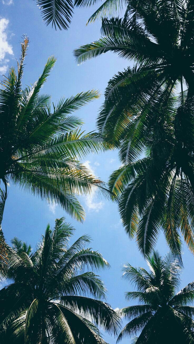 thailand iphone wallpaper,tree,elaeis,palm tree,vegetation,date palm