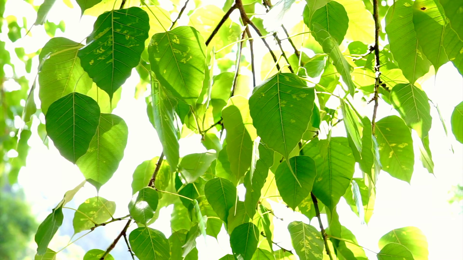 carta da parati albero bodhi,foglia,verde,pianta,albero,fiore