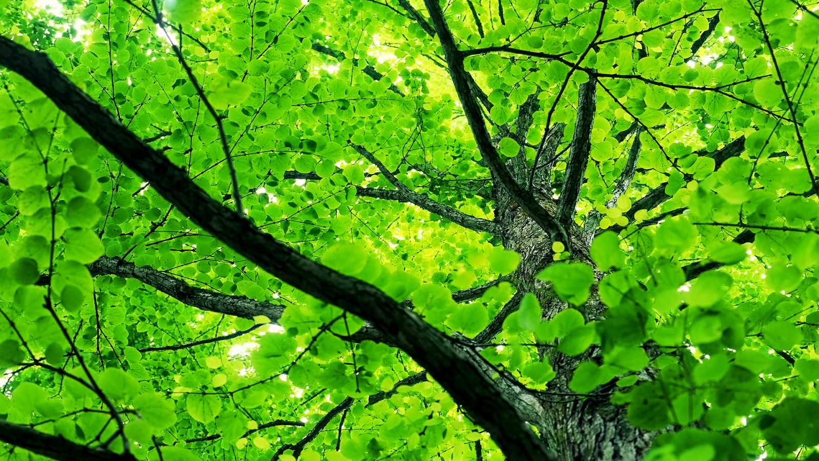 木の葉の壁紙,木,緑,自然,葉,自然の風景