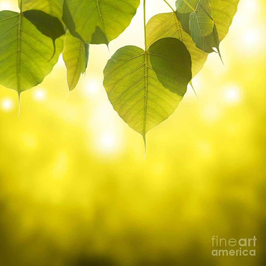 bodhi tree wallpaper,leaf,green,nature,tree,light