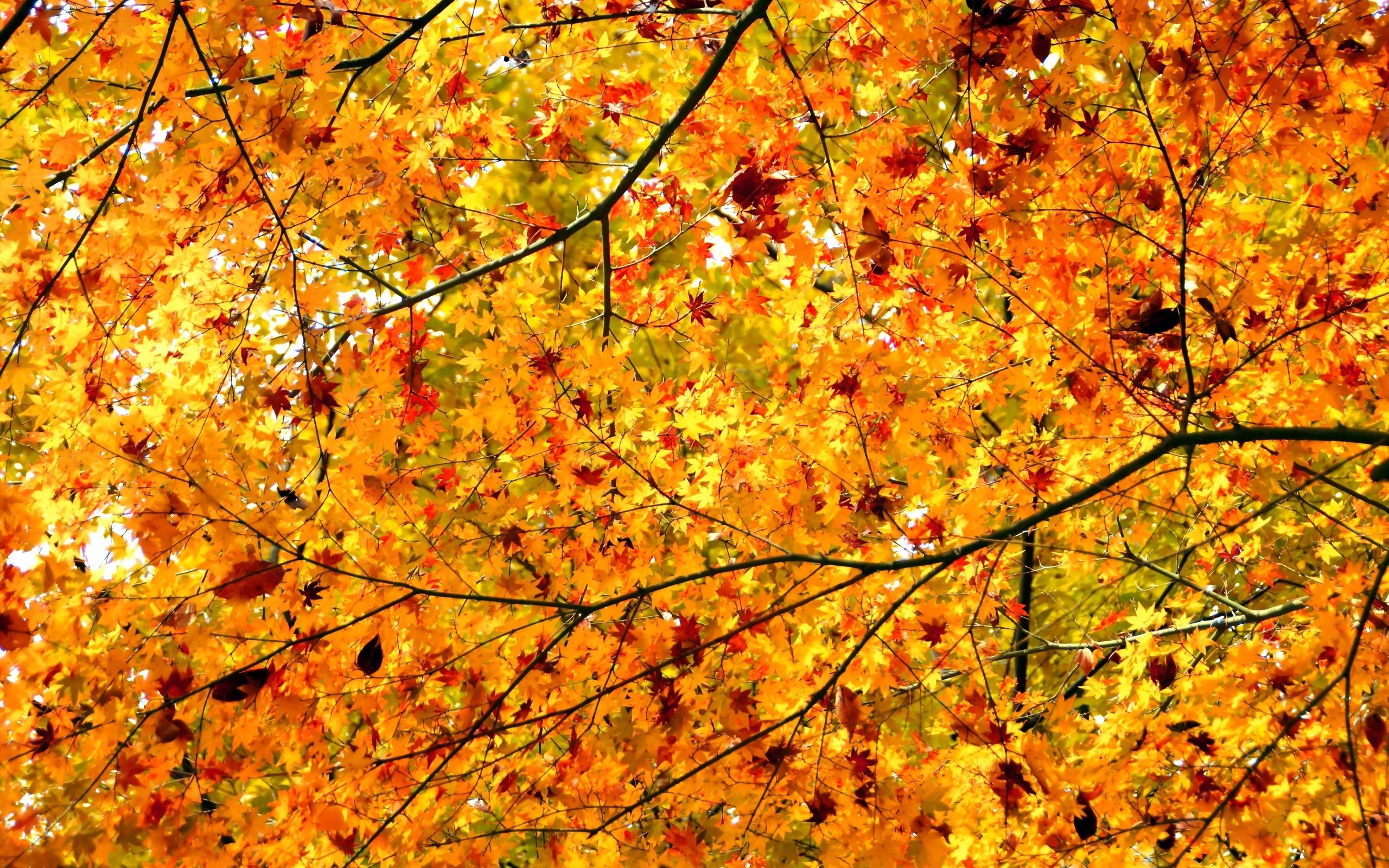 木の葉の壁紙,木,葉,秋,自然,木本