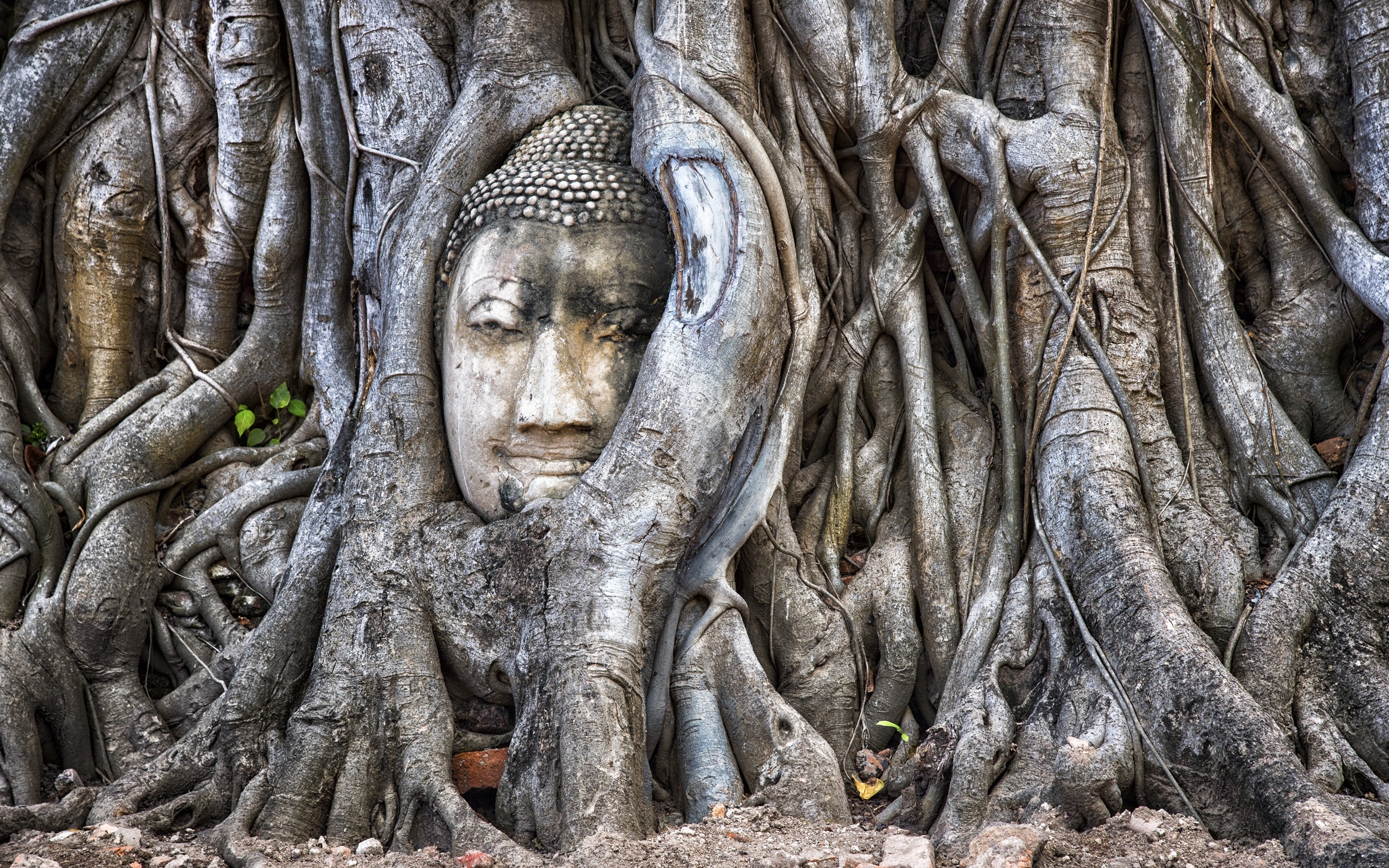 fond d'écran d'arbre de bodhi,arbre,racine,tronc,sculpture sur pierre,le soulagement