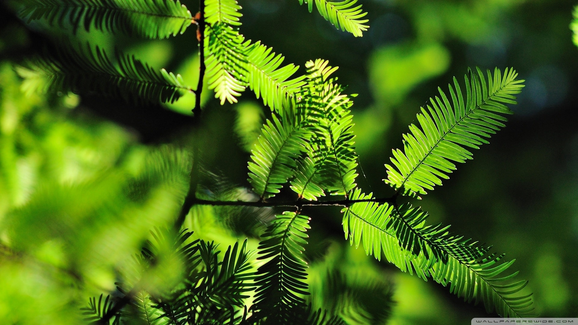 tree leaves wallpaper,vegetation,plant,nature,leaf,terrestrial plant