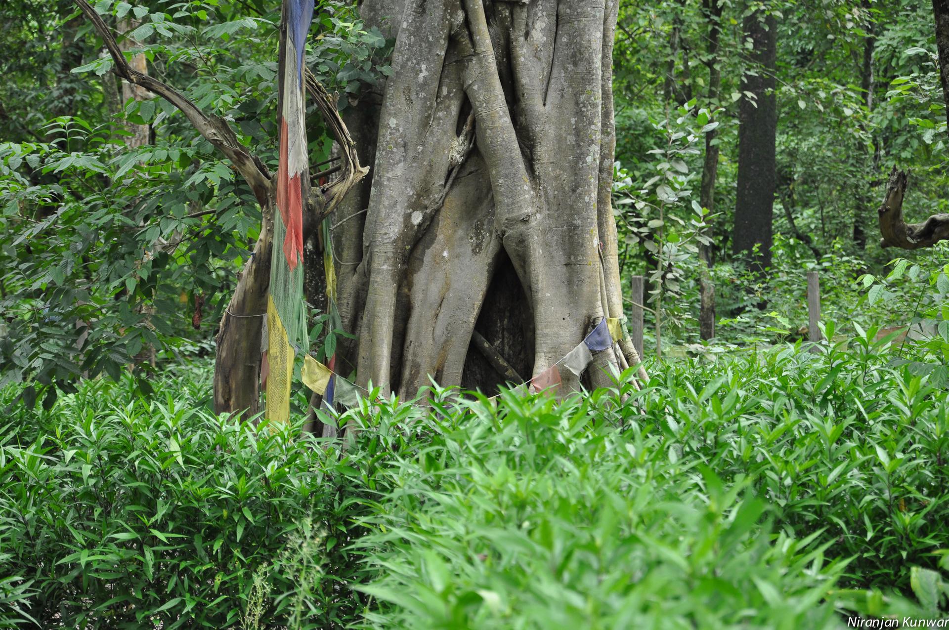 papel tapiz del árbol de bodhi,árbol,bosque de crecimiento antiguo,bosque,naturaleza,selva