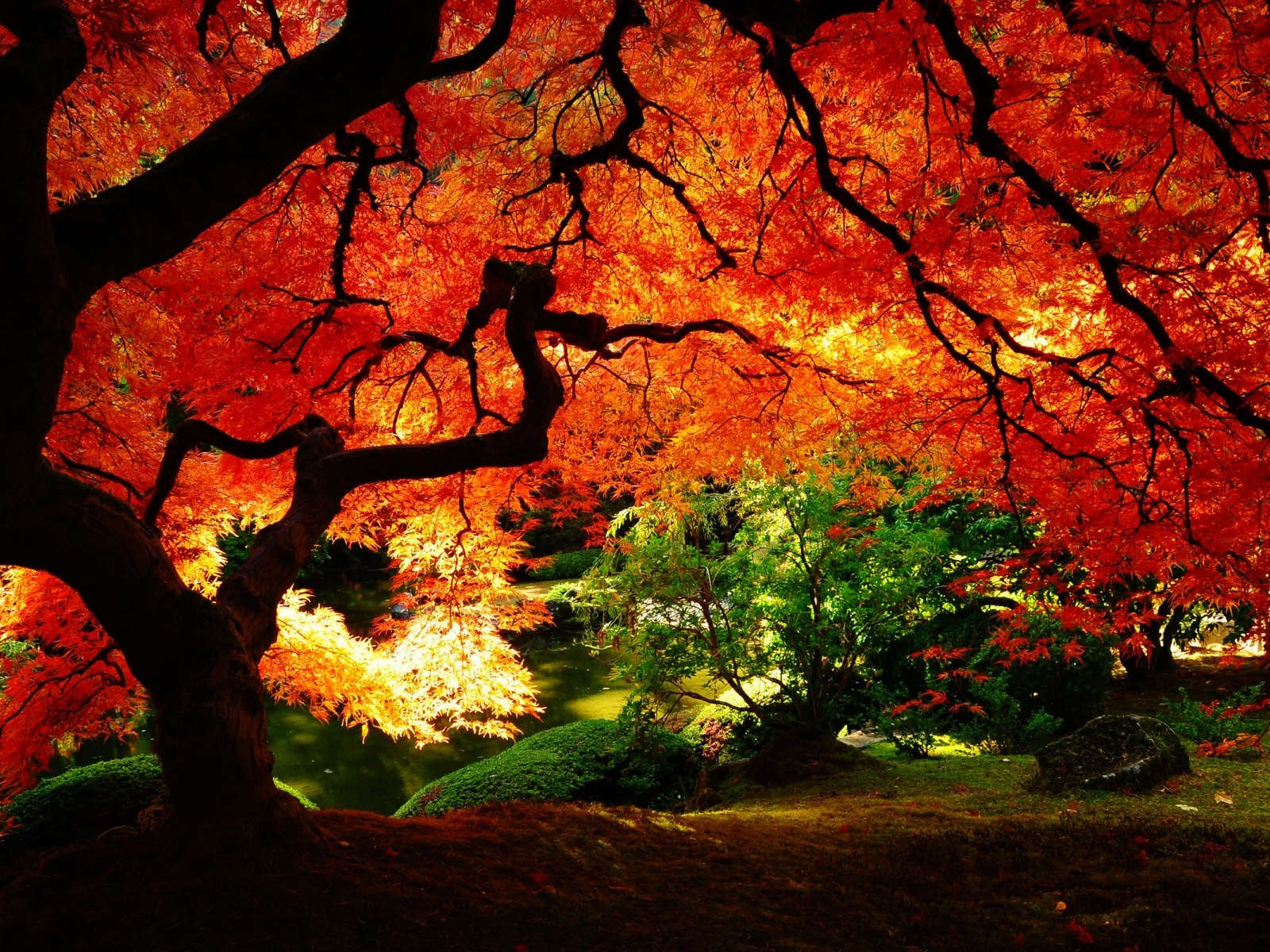 baum blätter tapete,baum,natürliche landschaft,natur,rot,blatt