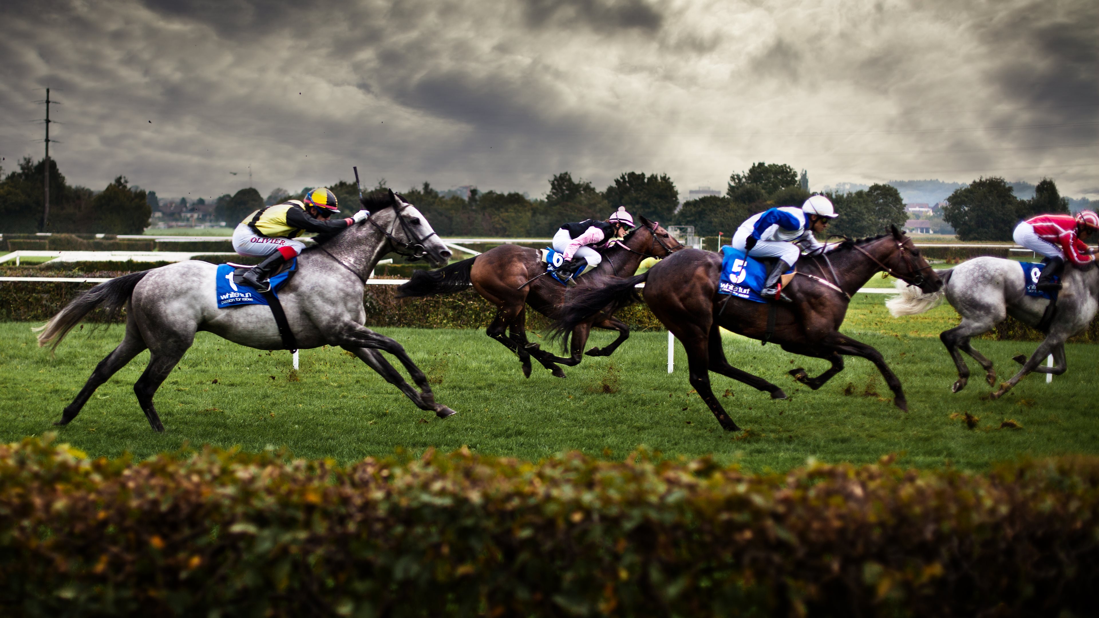 horse racing wallpaper,horse,bridle,jockey,animal sports,horse racing