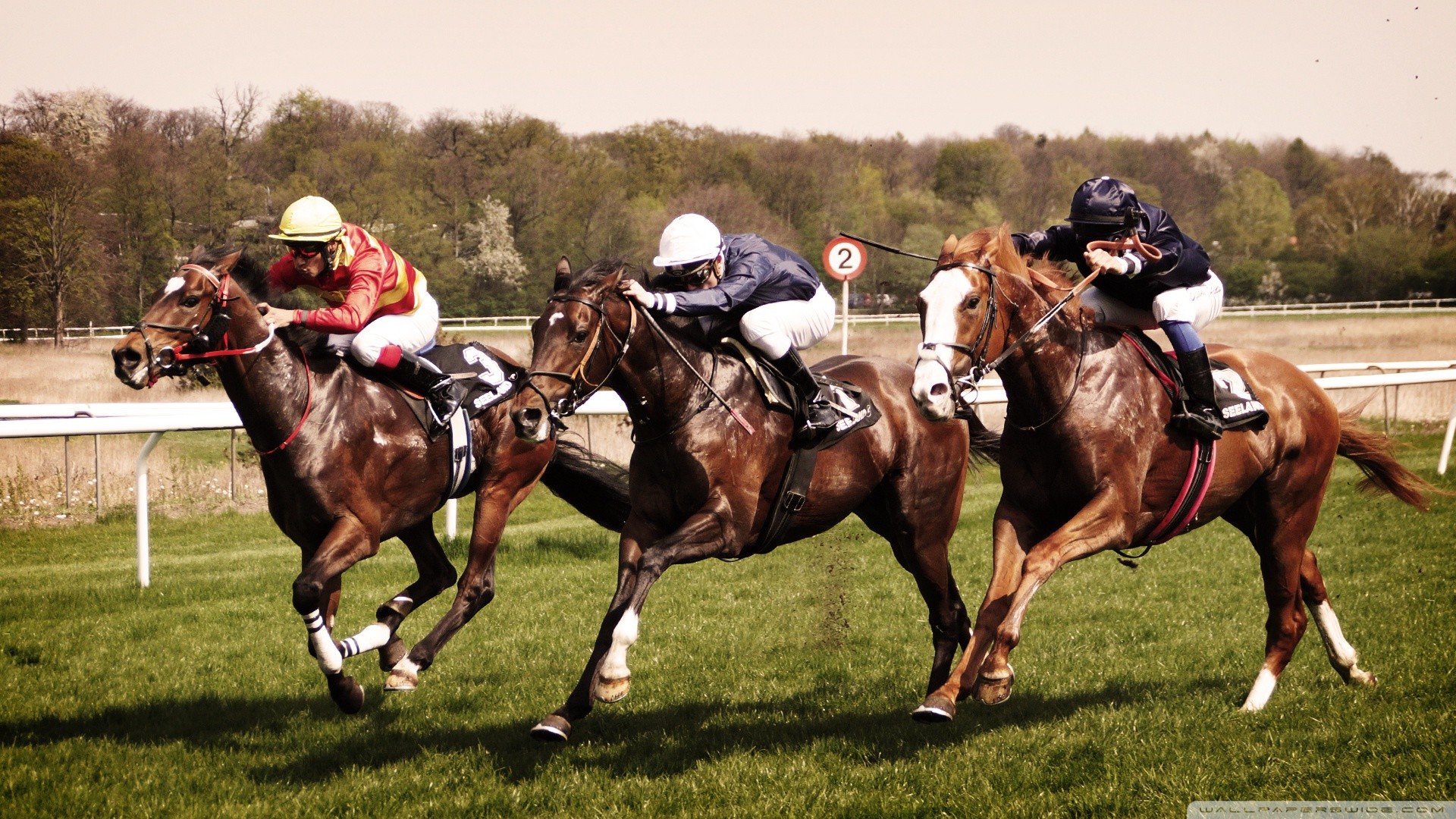 fondo de pantalla de carreras de caballos,caballo,deportes,brida,carreras planas,las carreras de caballos