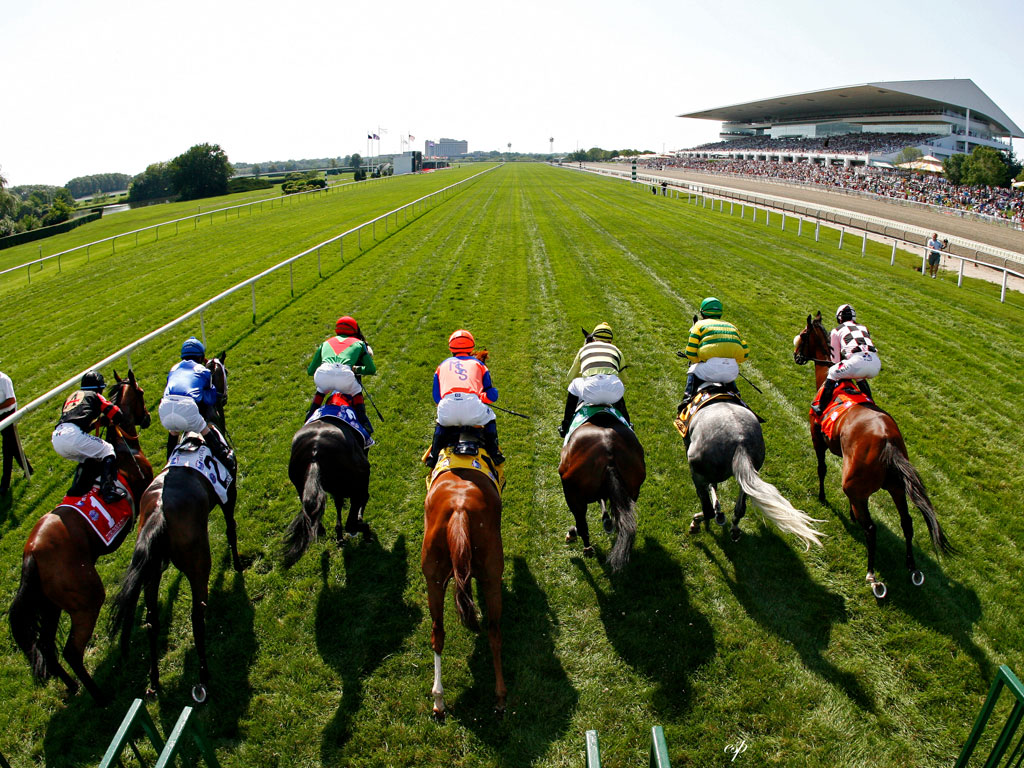 horse racing wallpaper,sports,horse,jockey,animal sports,race track