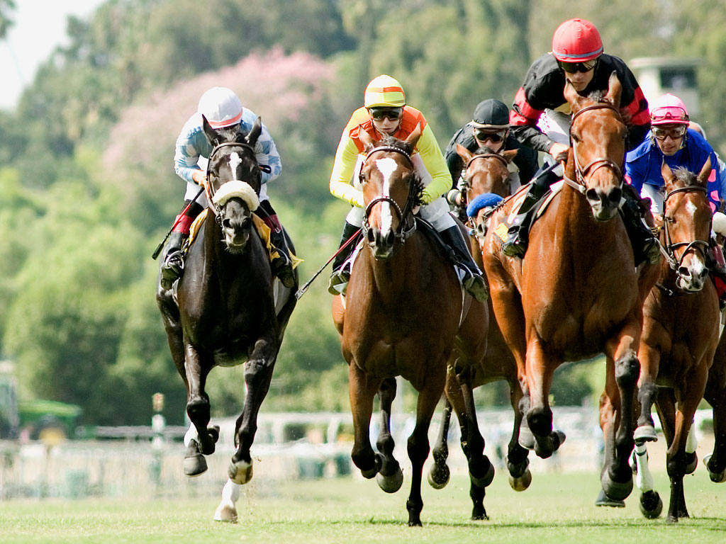 fondo de pantalla de carreras de caballos,caballo,deportes,brida,las carreras de caballos