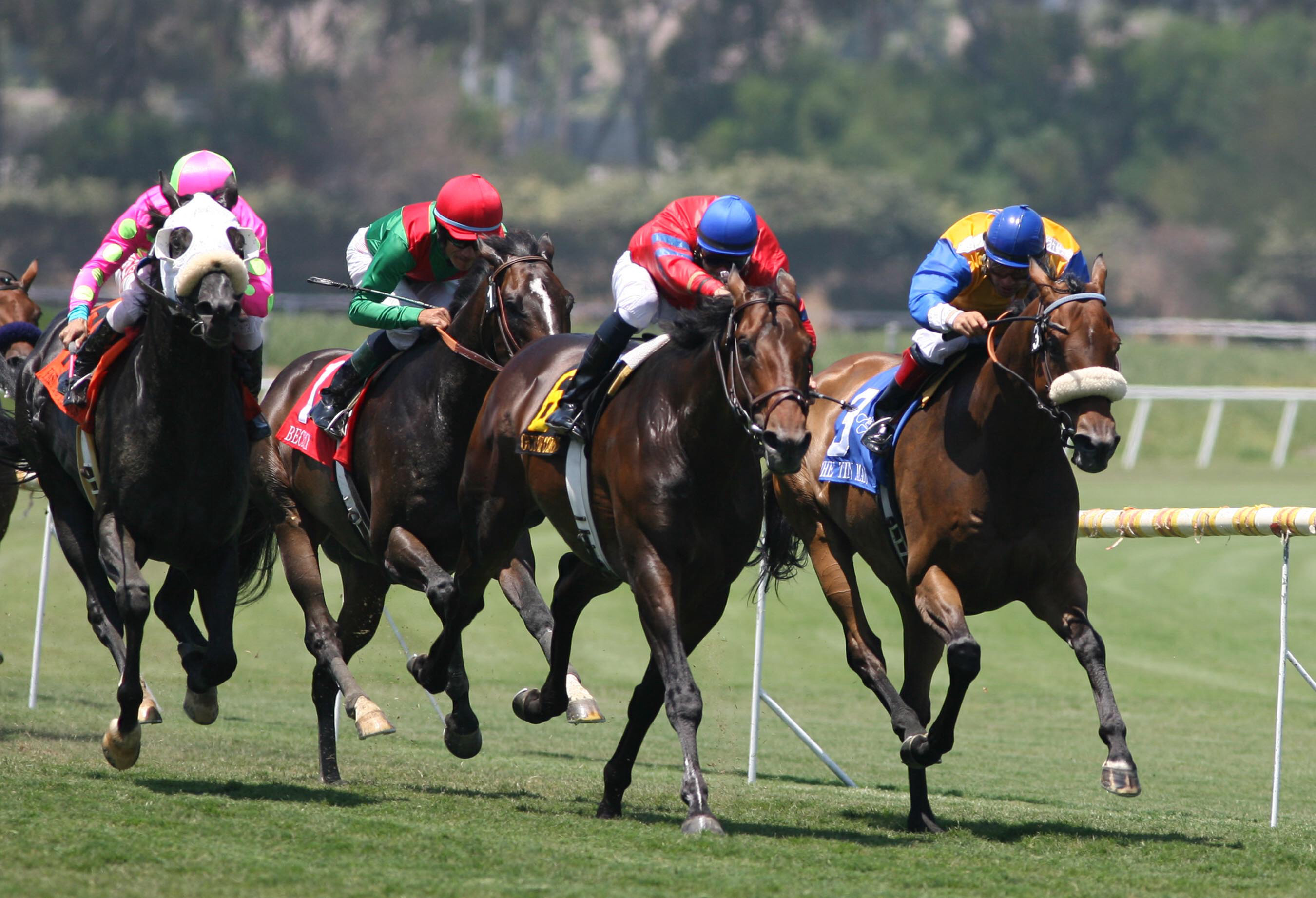 fondo de pantalla de carreras de caballos,caballo,deportes,brida,las carreras de caballos,carreras planas