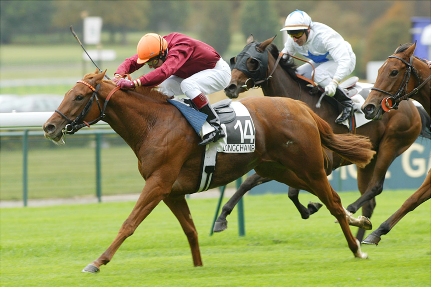 競馬の壁紙,うま,手綱,スポーツ