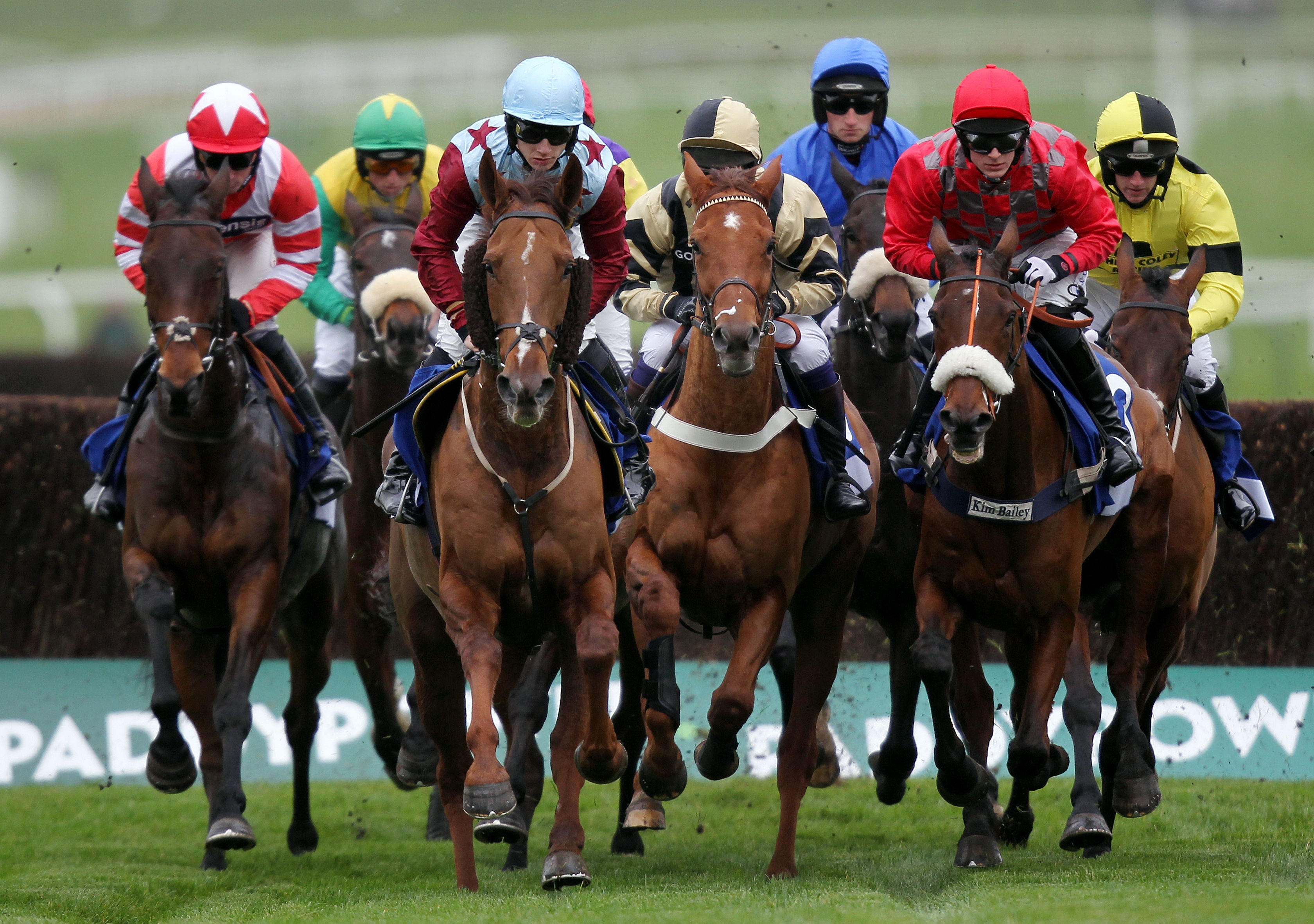 fondo de pantalla de carreras de caballos,caballo,deportes,las carreras de caballos,brida,carreras planas