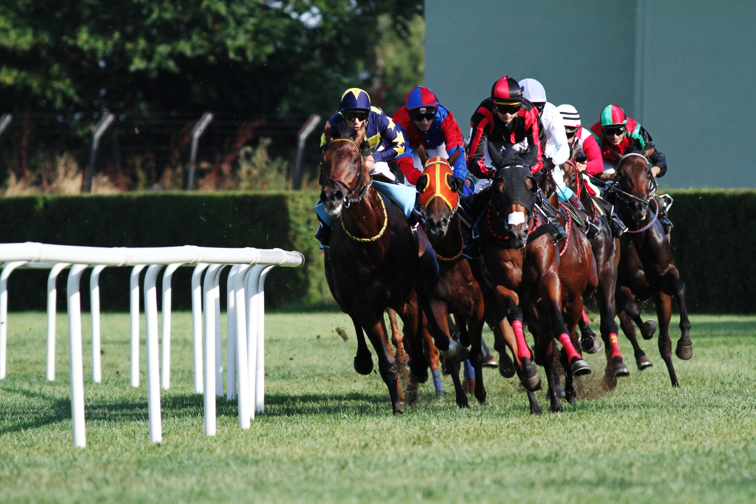 fondo de pantalla de carreras de caballos,caballo,deportes,brida,las carreras de caballos,carreras planas