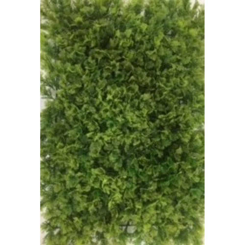 wallpaper for walls price in delhi,green,grass,plant,shrub,tree