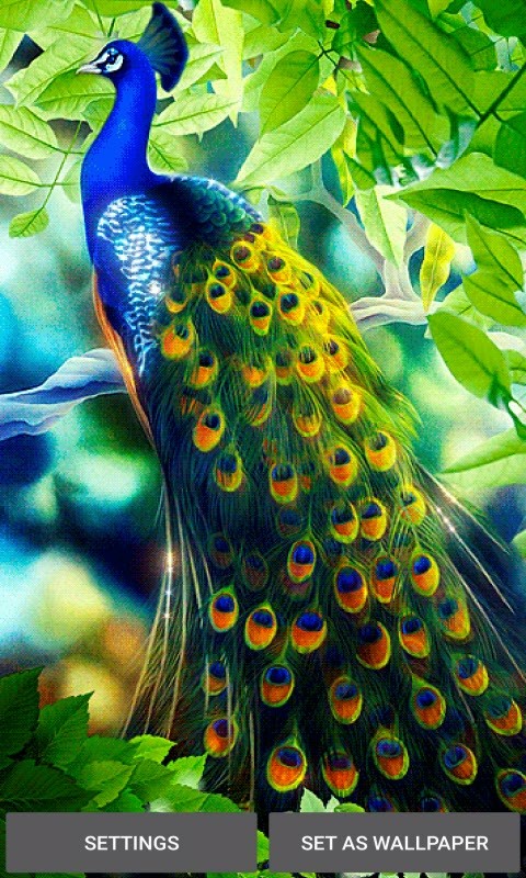 samsung j2 live wallpaper,peafowl,bird,galliformes,feather,phasianidae