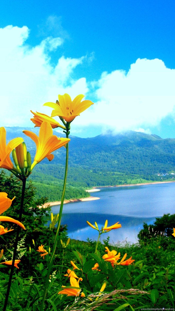j1 fondo de pantalla,paisaje natural,naturaleza,cielo,flor,flor silvestre