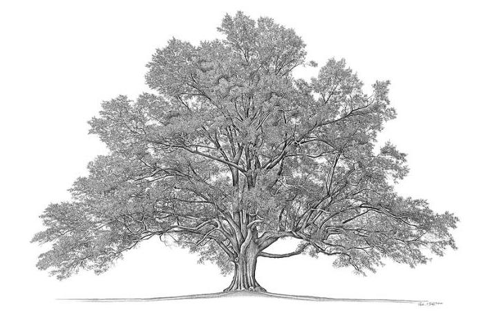 family tree wallpaper,tree,white,woody plant,leaf,plant