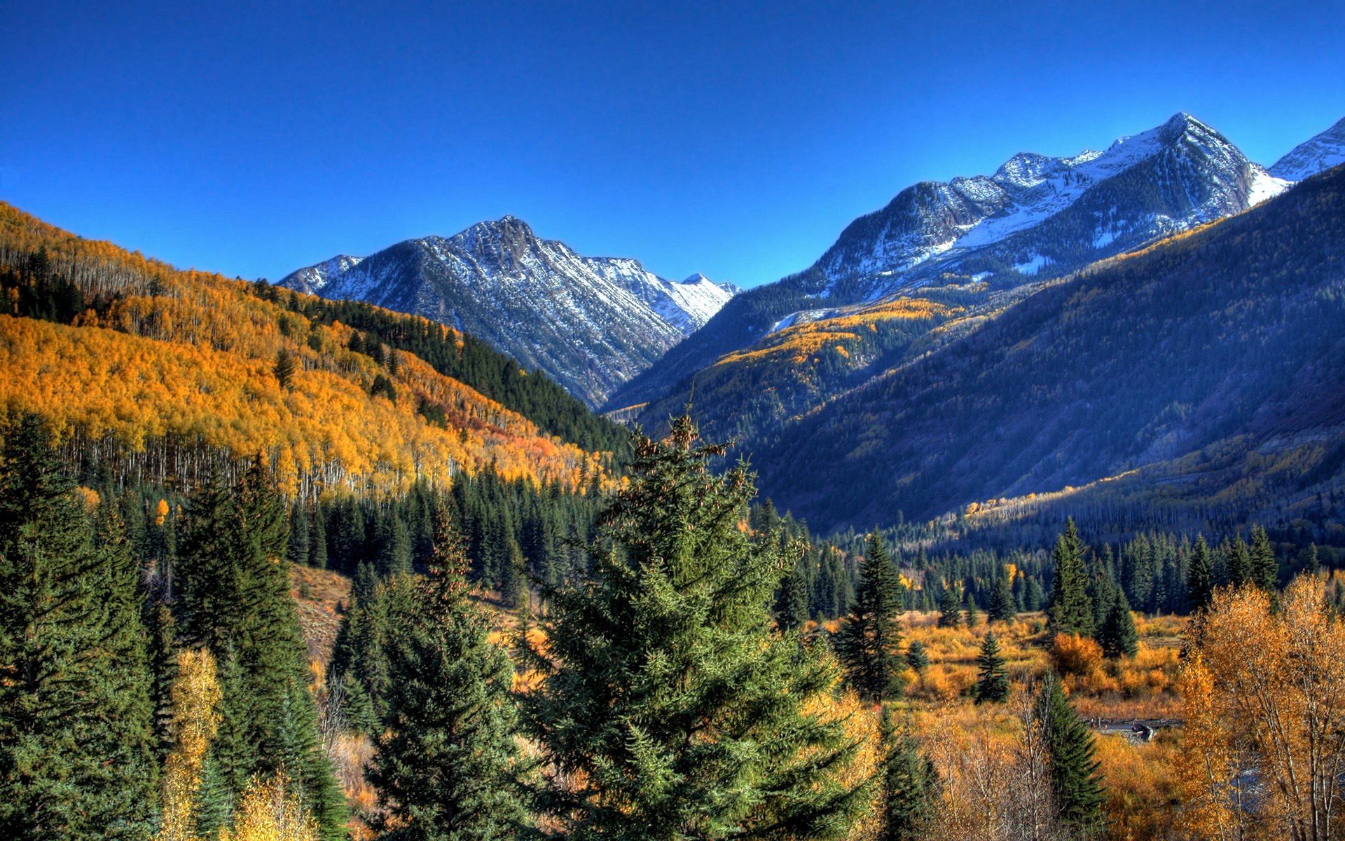 wilderness wallpaper,mountainous landforms,mountain,larix lyalliisubalpine larch,nature,natural landscape