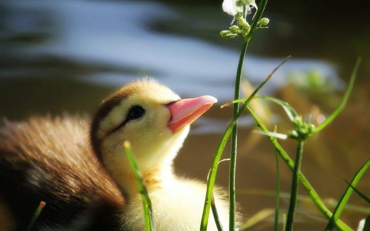 papier peint artistik,oiseau,canard,oiseau d'eau,canards,herbe