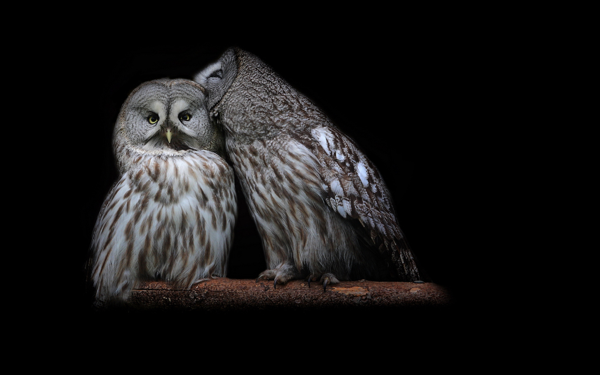 fond d'écran art hibou,hibou,oiseau,oiseau de proie,faune,ténèbres